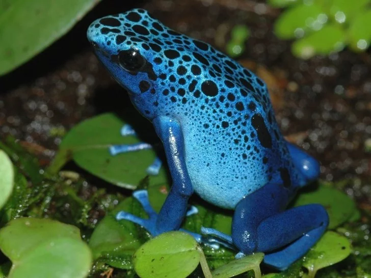 Dendrobates tinctorius - tato 5 až 6 cm velká pralesnička bývá barevně značně variabilní