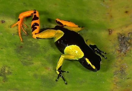 Mantella madagascariensis - mantella madagaskarská. Ačkoliv je pralesničkám hodně podobná, příbuzná s nimi není