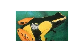Pralesničky - čeleď Dendrobatidae