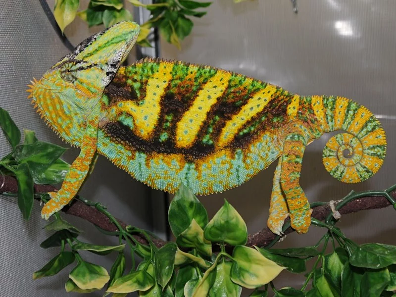 Chameleon jemenský - Chamaeleo calyptratus