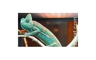 Chameleon jemenský