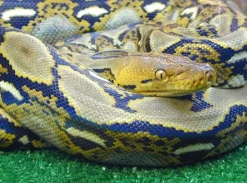 Python reticulatus – barevná mutace, produkt cíleného šlechtění