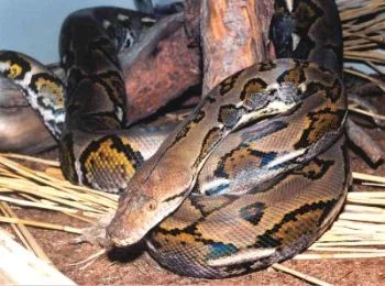 Python reticulatus – základní „divoké“ zbarvení