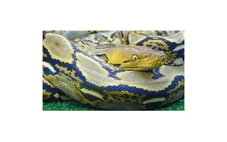 Hybridizace a křížení hadů - ano či ne?