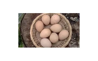 Perlička modrá, polodivoký odchov