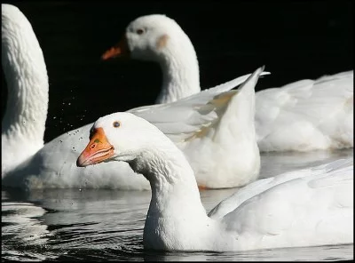 ZE ŽIVOTA HUSY – páření a snáška