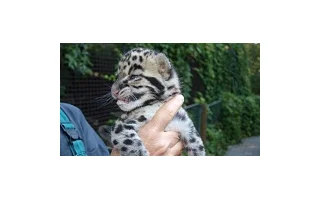 Vzácné přírůstky v ZOO Ostrava