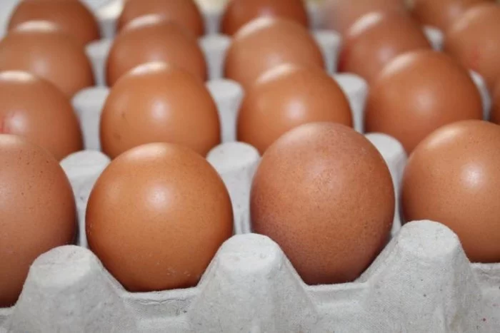 Vliv skladování násadových vajec na vývoj