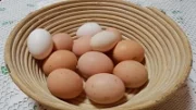 Kvalitativní rozdíly vajec