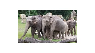 Na vánočním stromu ze Staroměstského náměstí si pochutnala zvířata v zoo