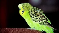 Papoušek vlnkovaný (andulka)