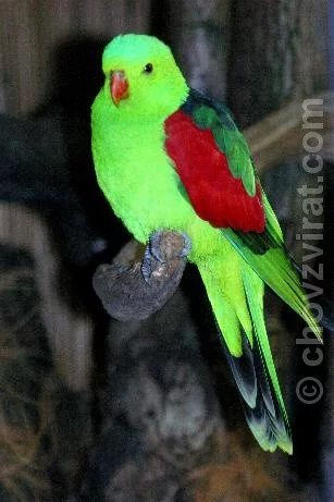 Chov a postřehy z chovu australských papoušků