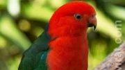 Chov a postřehy z chovu australských papoušků