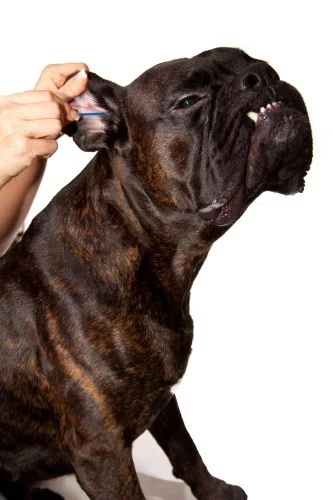 Jak vyčistit uši psa