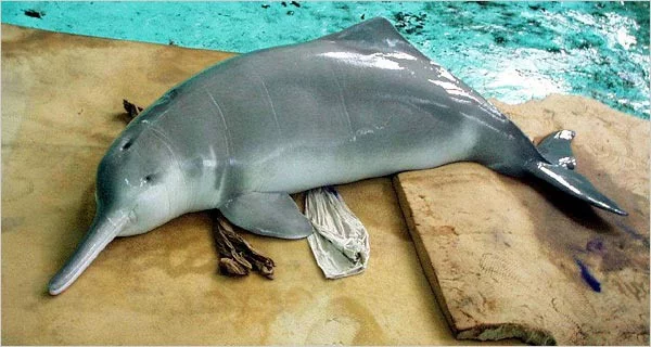 Delfínovec čínský je od r. 2007 považován za vyhynulého.