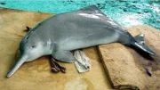 Vědci objevili nový druh říčního delfína