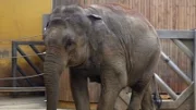 Očekávaný porod slonice v ZOO Ostrava