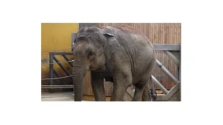 Očekávaný porod slonice v ZOO Ostrava