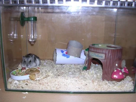 Výběr ubikace pro křečky