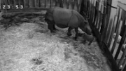 V zoo Plzeň se narodilo mládě vzácného nosorožce indického