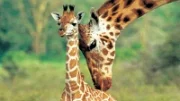 Kodaňská ZOO utratila zdravé žirafí mládě