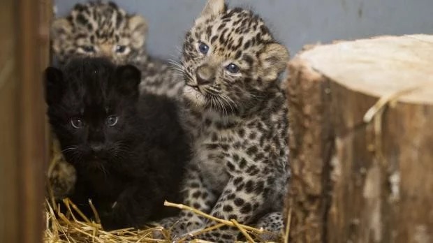 V pražské zoo se narodila levhartí trojčata