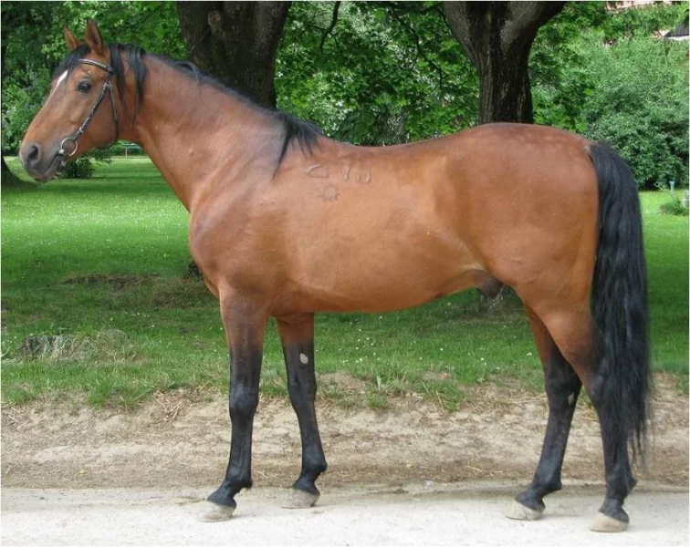 Koníčci, koně, vzpomínám na ně