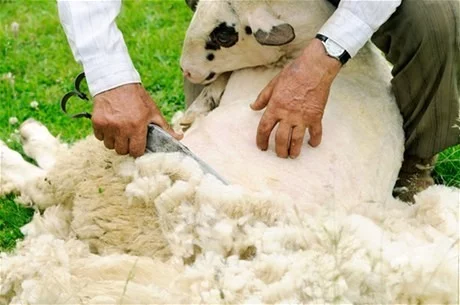 Stříhání ovčí vlny