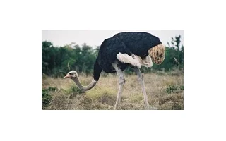 Způsoby chovu pštrosů