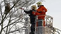 Hasiči lovili na stromě medvídka mývala