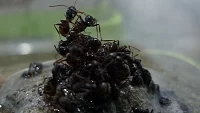 Mravenci přežívají záplavy na vorech ze svých těl