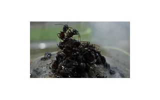 Mravenci přežívají záplavy na vorech ze svých těl
