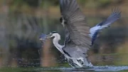 Na Domažlicku trápí rybáře volavka popelavá