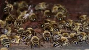 Krádež včel na Ostravsku