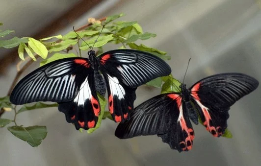 Chov motýlů