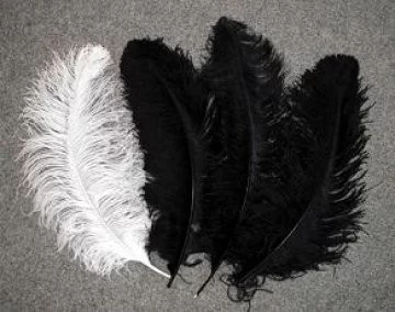 Získávání peří od pštrosů
