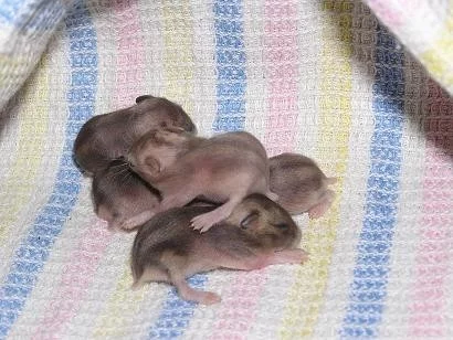 Odchov mláďat křečků