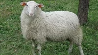 Plemena ovcí chovaná v ČR