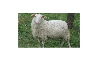 Plemena ovcí chovaná v ČR
