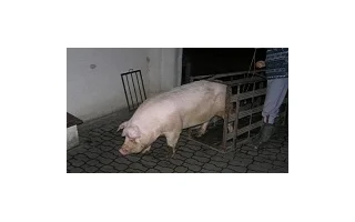 Domácí zabíjačka – postup