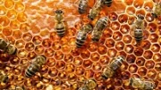 Výroba včelího medu