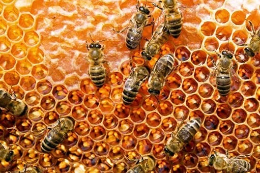 Výroba včelího medu