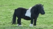 Ošetřování shetlandského pony