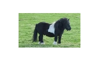 Ošetřování shetlandského pony