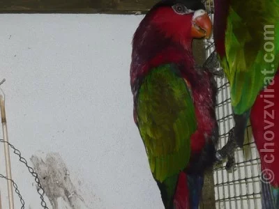 Lori zelenokřídlý