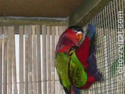 Lori zelenokřídlý