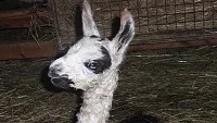 Základy chovu lamy krotké