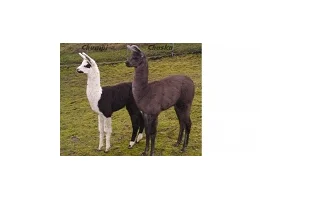 Křest mláďat lam krotkých
