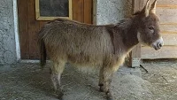 Miniaturní osel – vše o jejich chovu