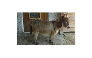 Miniaturní osel – vše o jejich chovu